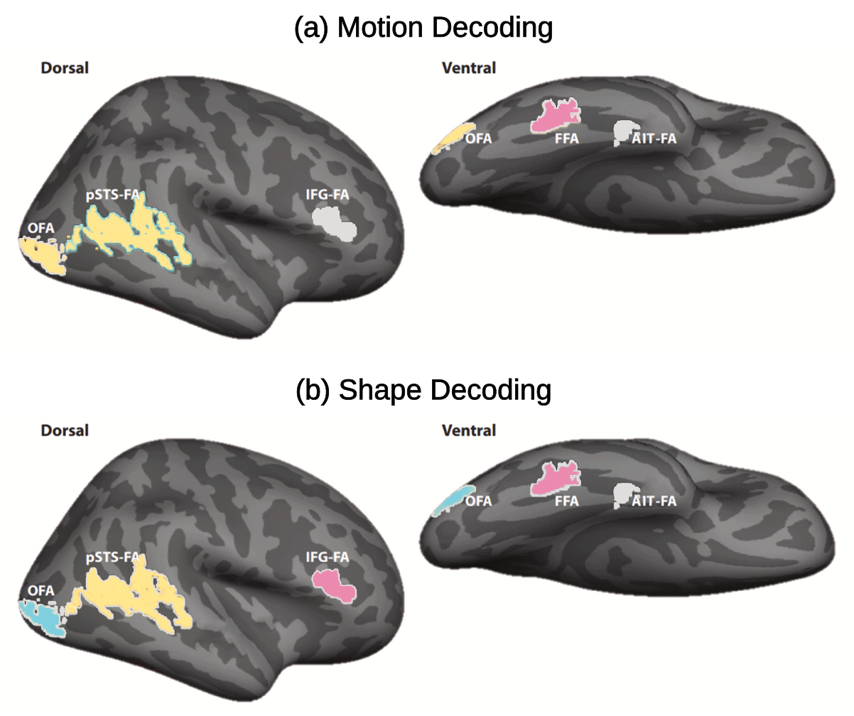Invariant versus context-specific representation of face shape and motion in the face network